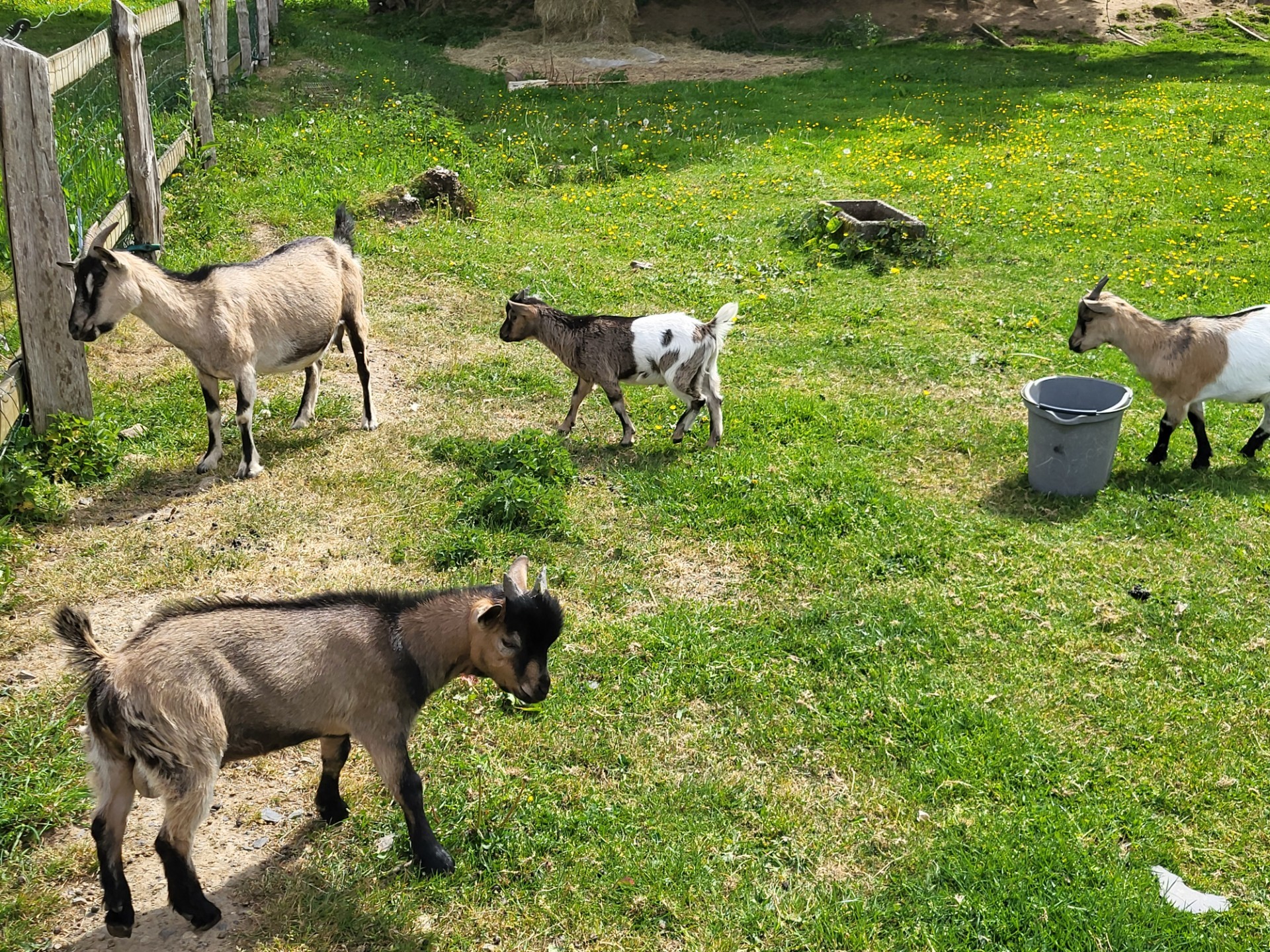 Couple de chevreaux