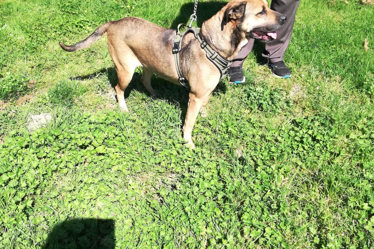 Chienne Croisée Cane Corso à donner