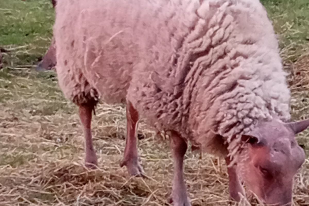 Un agneau de  rouge de l'ouest de 15 mois 
