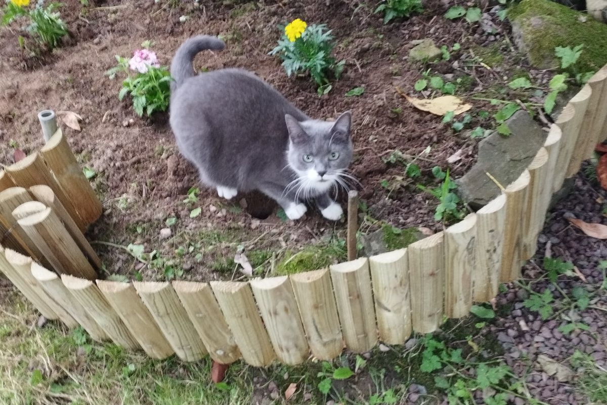 Photo 3 Perdu petite chatte 