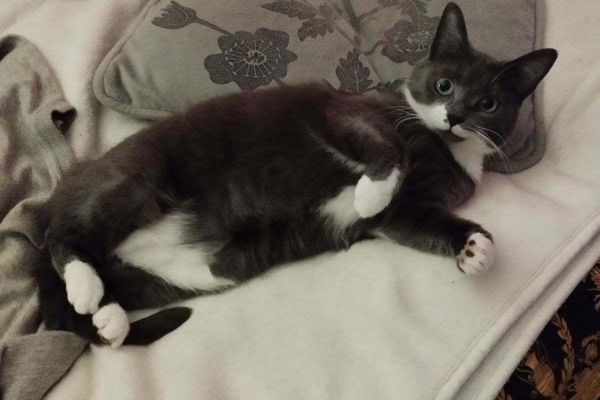 Perdu petite chatte 