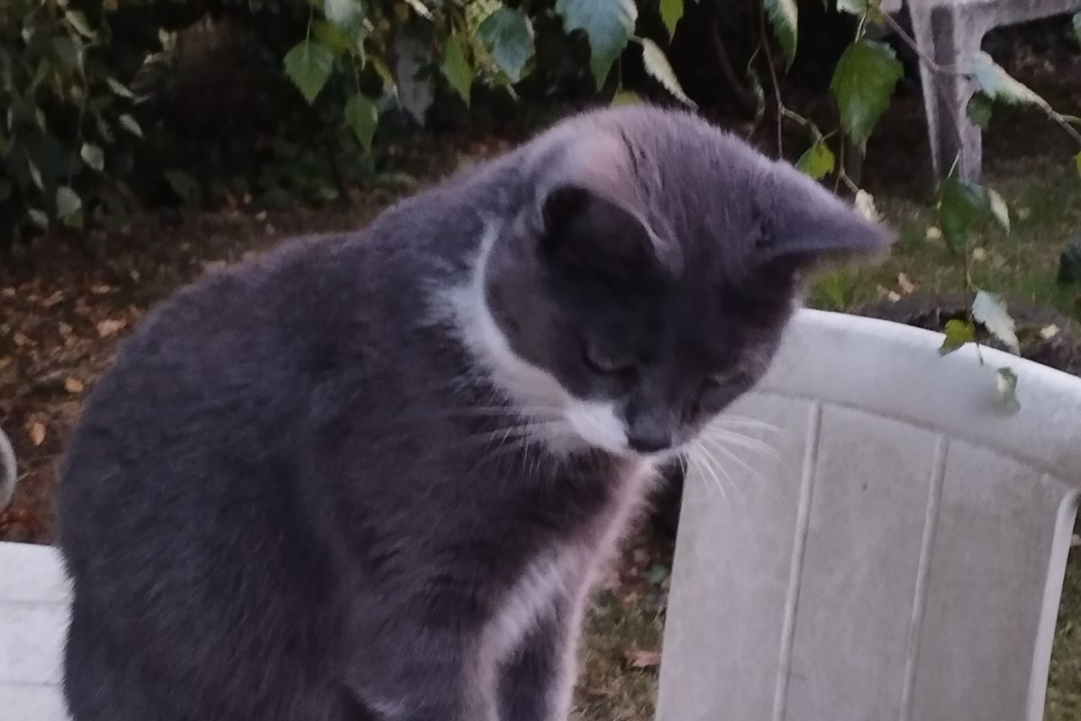Photo 2 Perdu petite chatte 