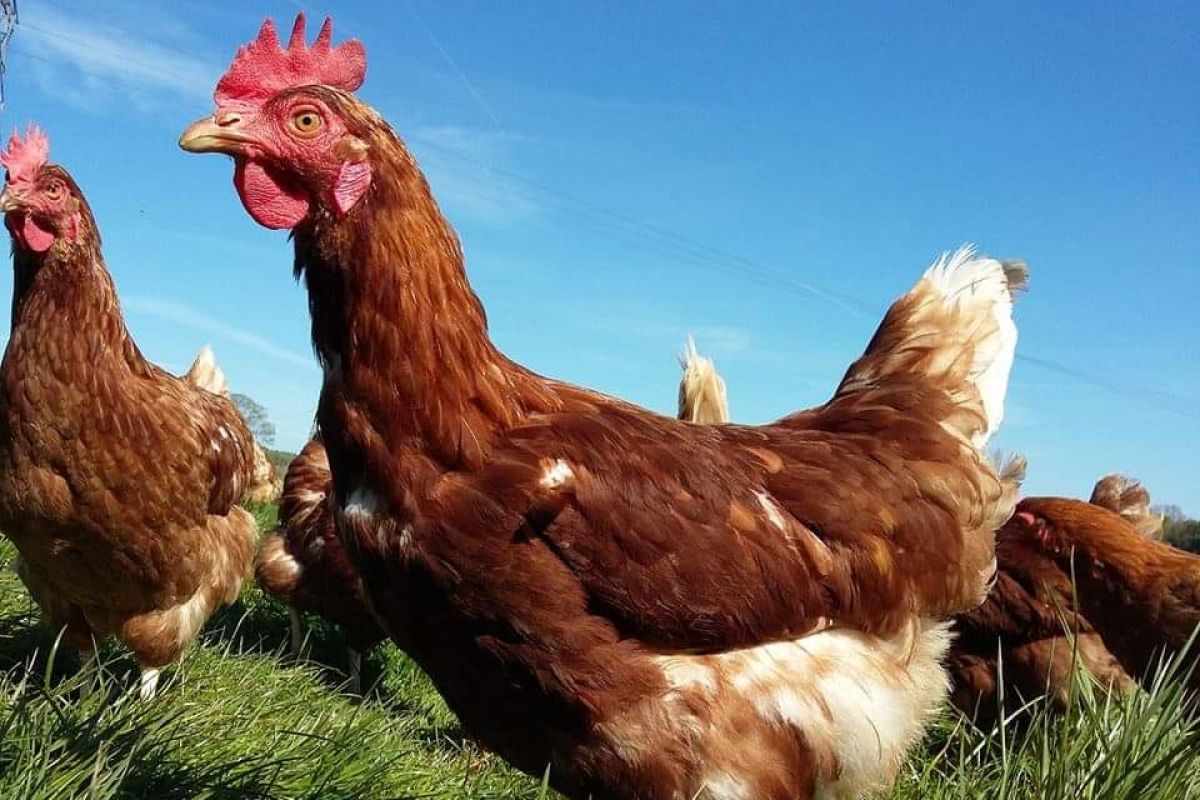 Poules Pondeuses Lable Rouge
