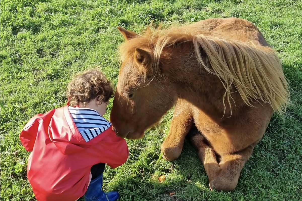 Photo 3 Poney 1m30