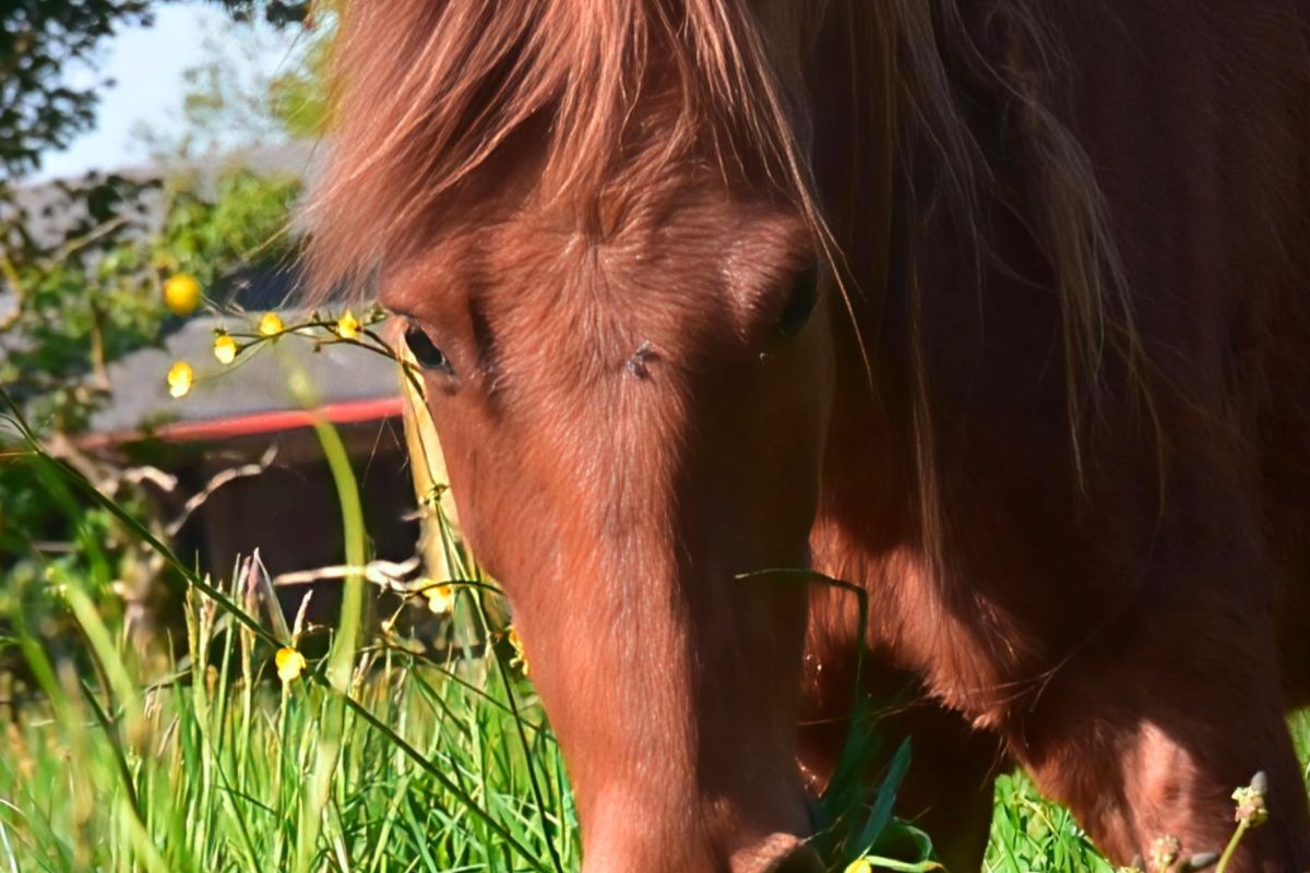 Photo 2 Poney 1m30