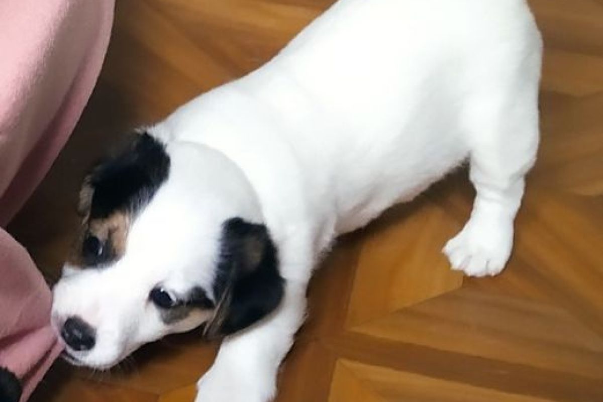 Chiots race jack russel