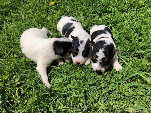 Apparence fox terrier poils durs à réserver