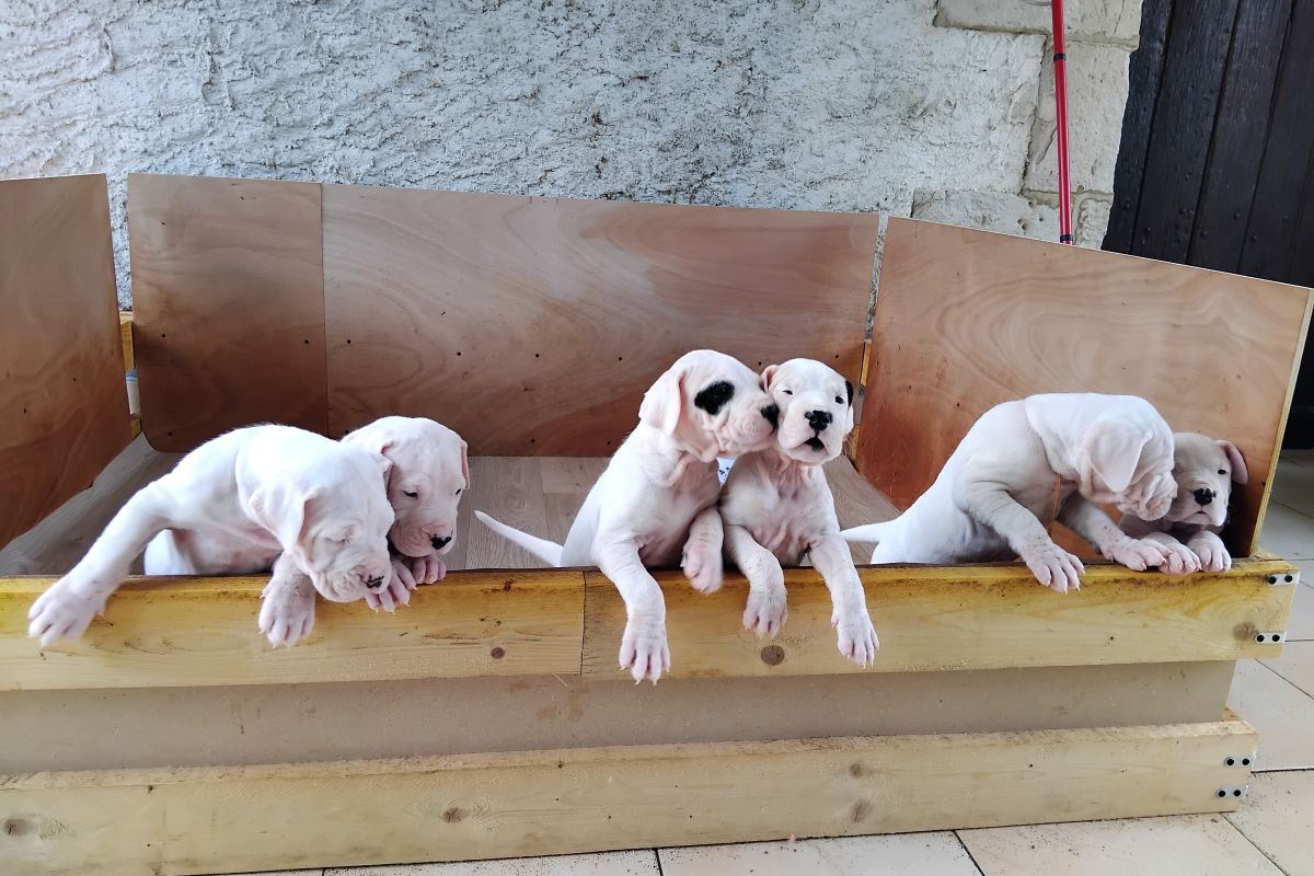 Chiots race dogue argentin LOF – 6 femelles – nées le 27/03/2026