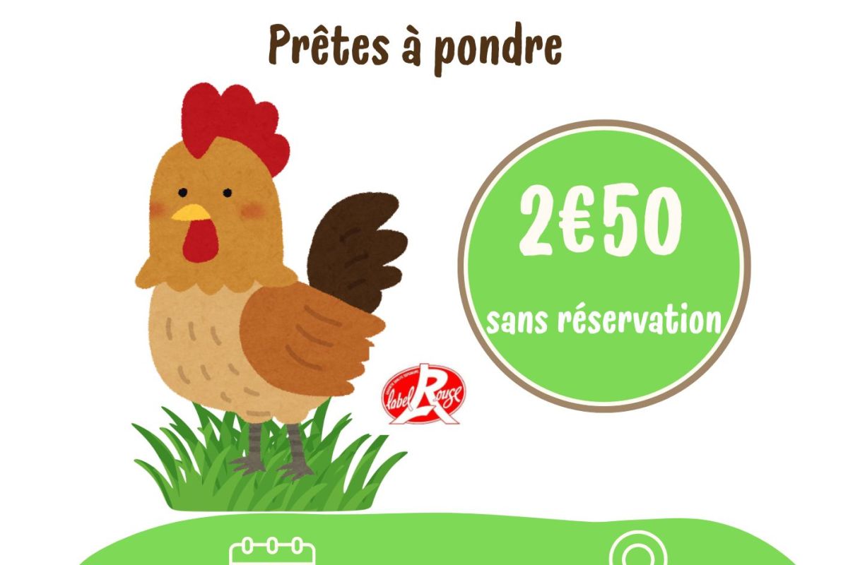 Vente poules pondeuses 