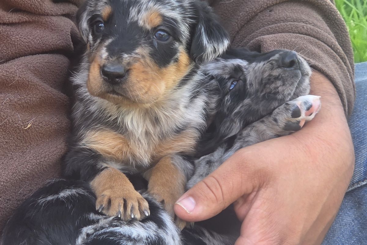 Photo 2 Chiots apparence beauceron 