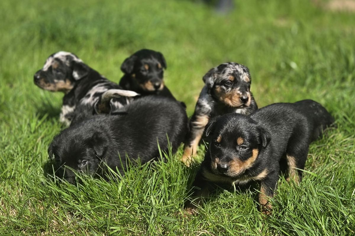 Chiots apparence beauceron 