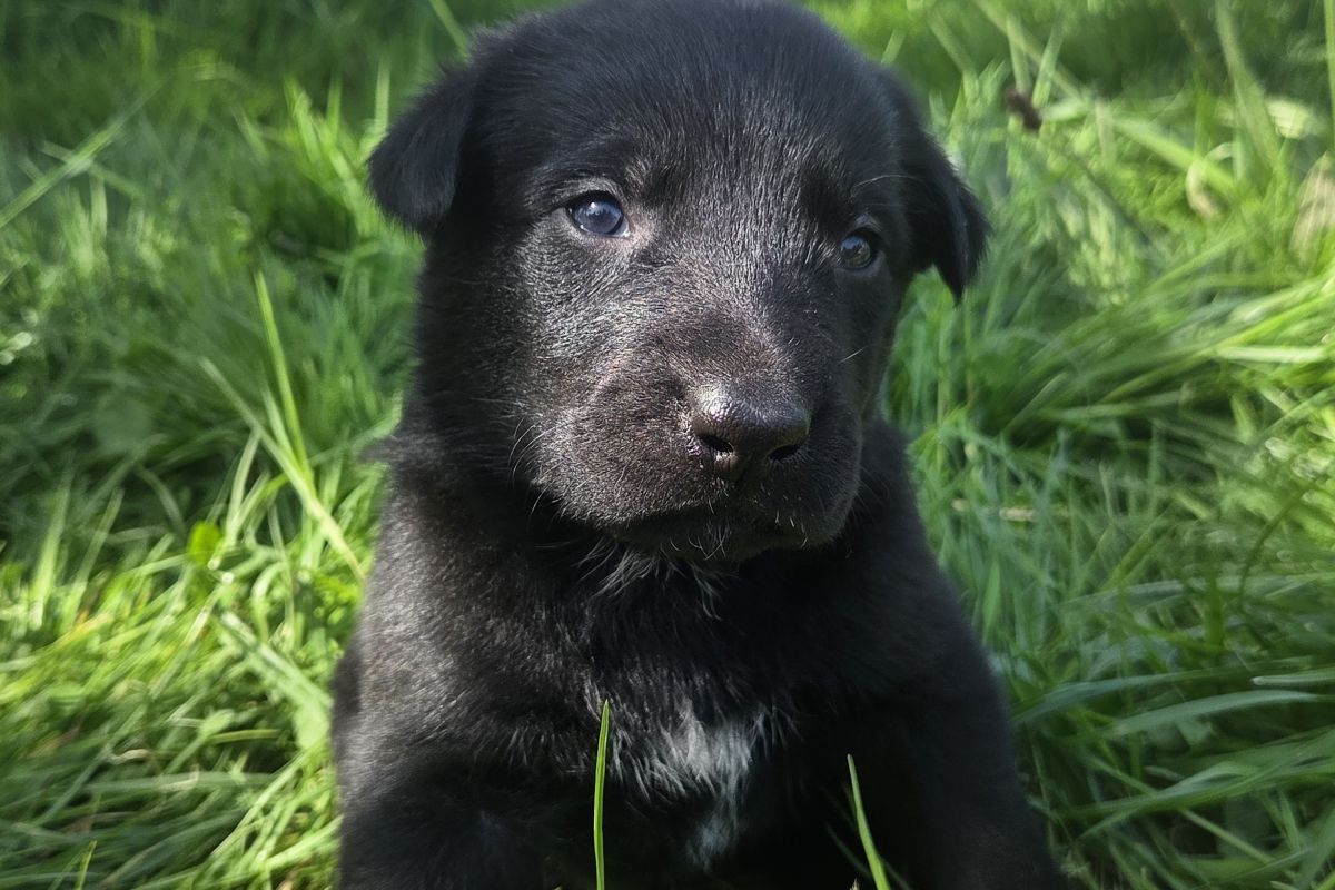 Photo 3 Chiots apparence beauceron 