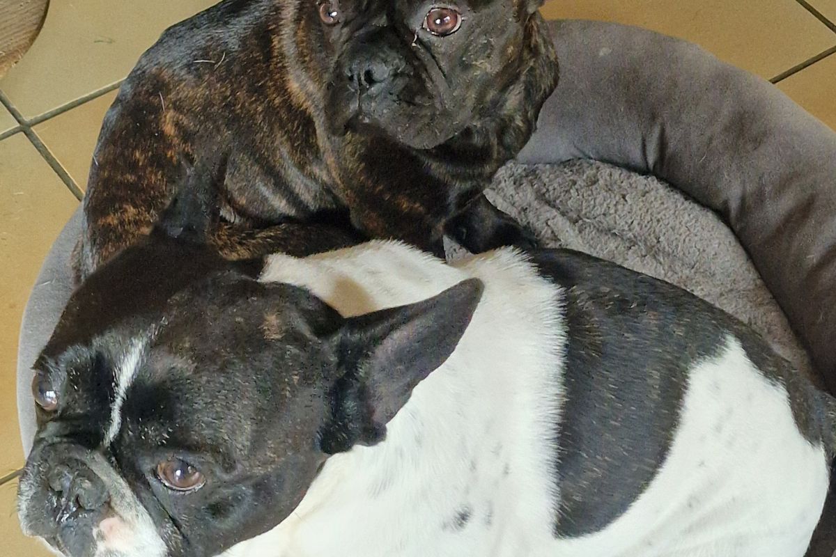 Photo 3 Chiot apparence bouledogue 