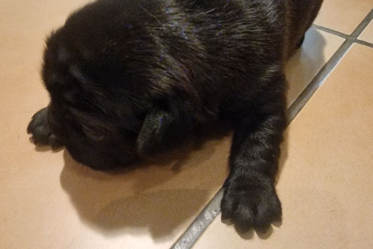 Chiot apparence bouledogue 