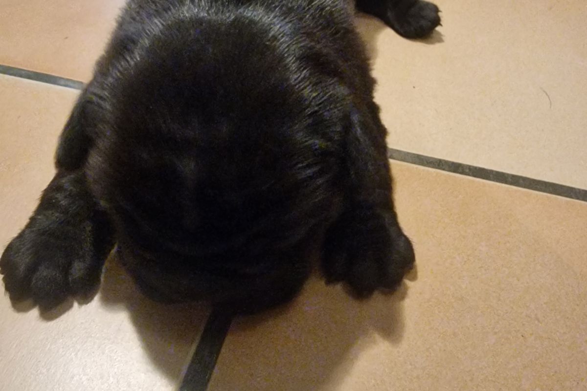 Photo 2 Chiot apparence bouledogue 