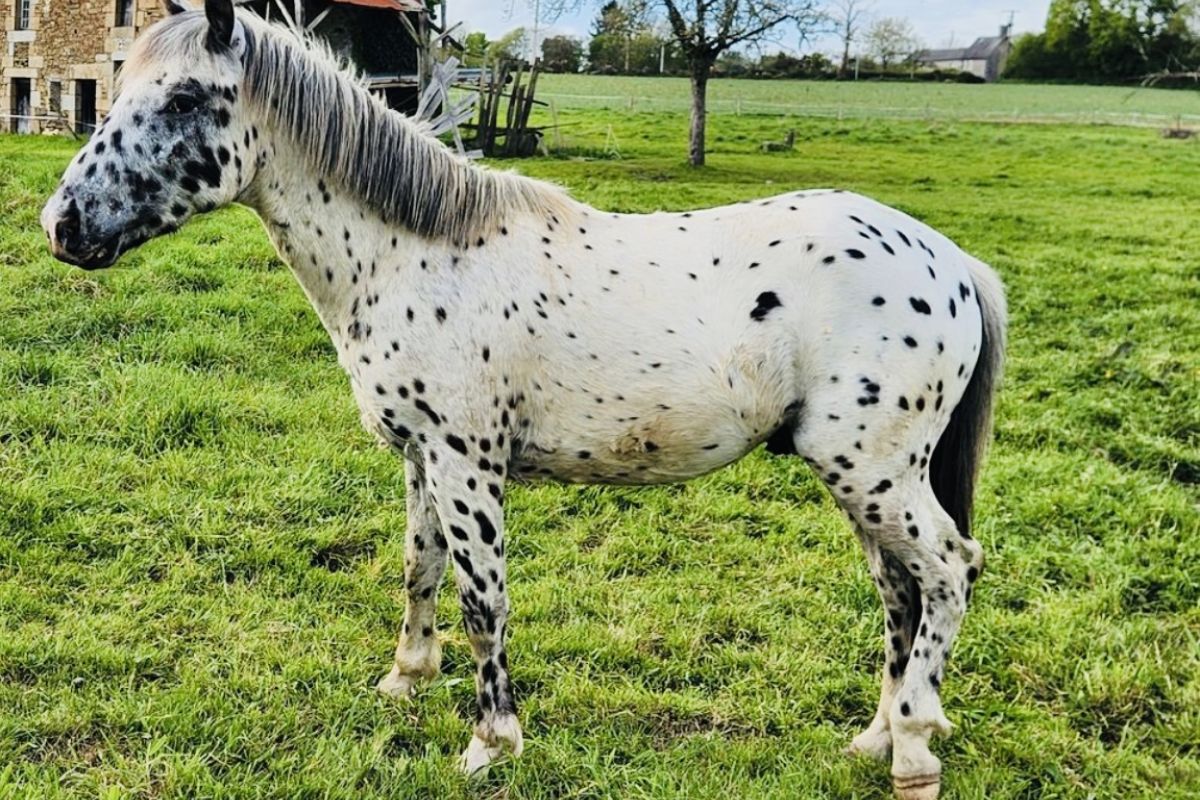 Saillie poney léopard