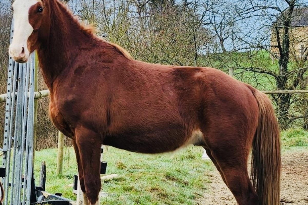 Saillie poney cheval