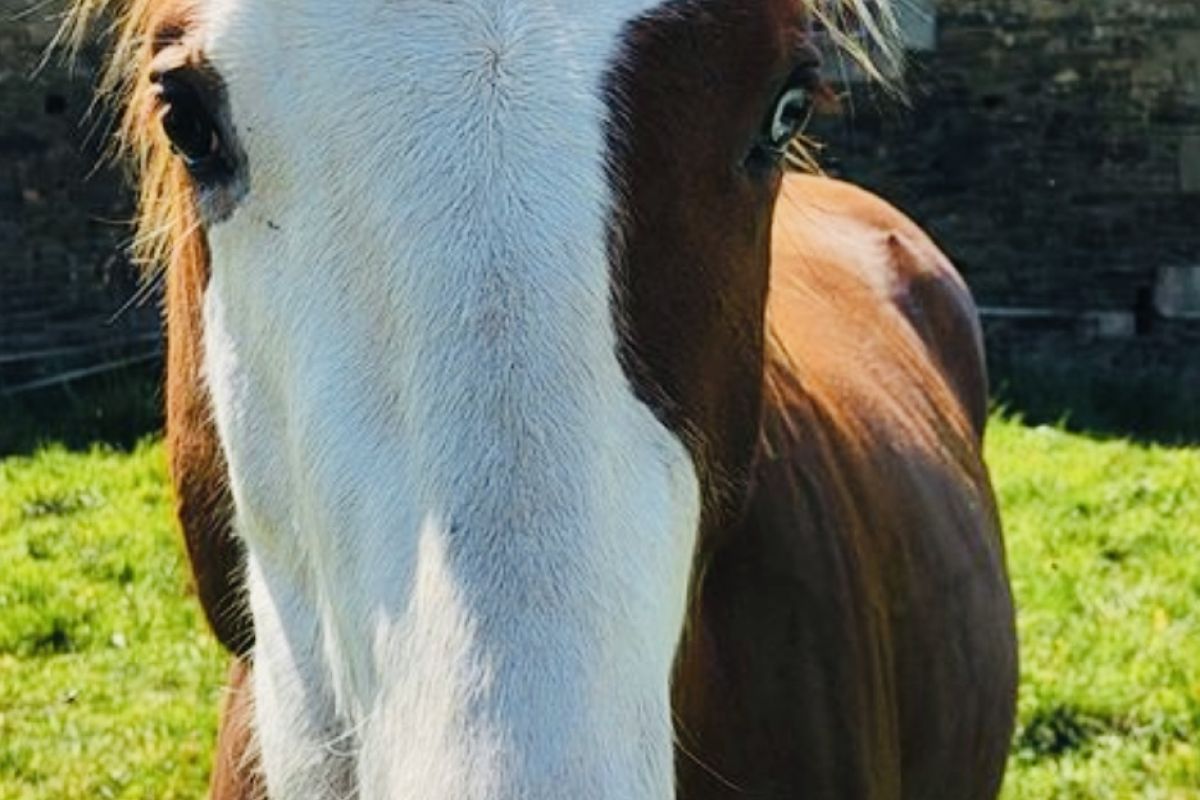 Photo 2 Saillie poney cheval