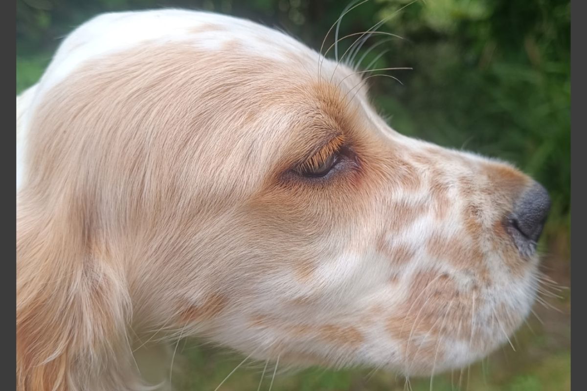  Chiots race setter anglais