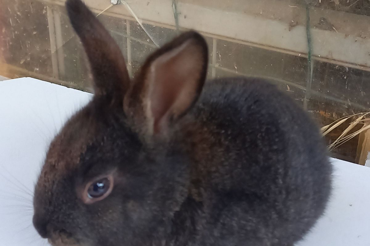 LAPINS COMMUNS DE COMPAGNIE 
