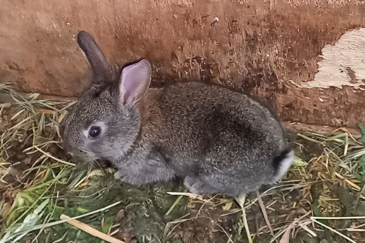 Photo 2 LAPINS COMMUNS DE COMPAGNIE 