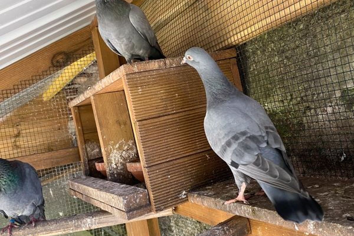 A vendre une vingtaine de palombes 