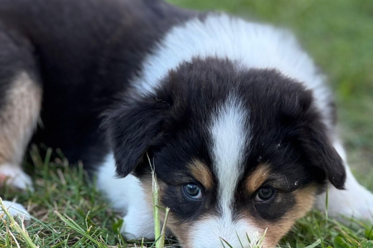 Photo 2 vente Chiots Berger Australien