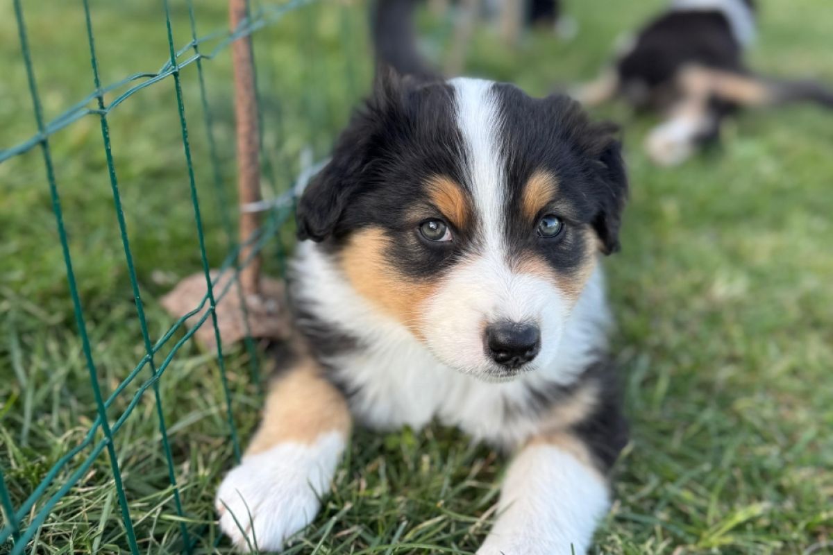vente Chiots Berger Australien