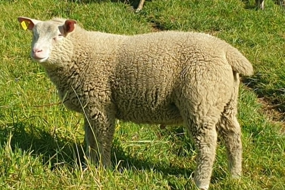Photo 3 Bélier cotentin