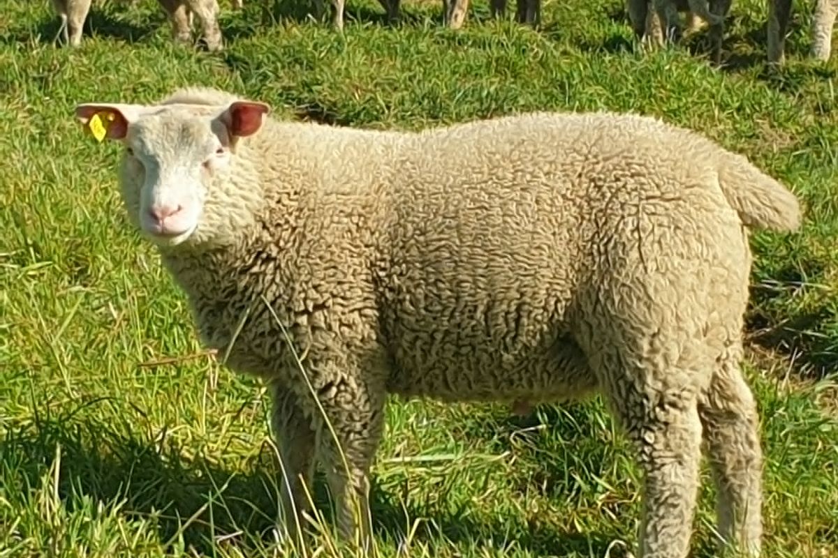 Bélier cotentin