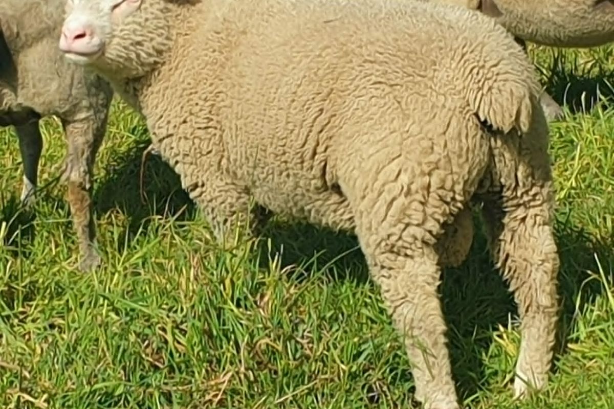 Photo 2 Bélier cotentin