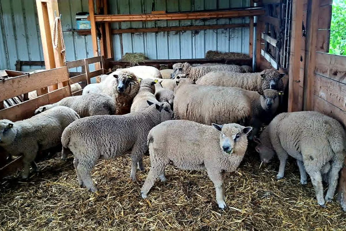 Agnelles avranchins