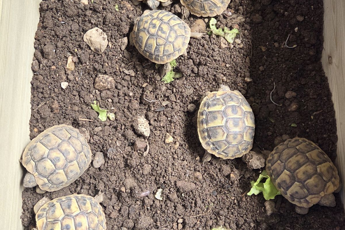 Tortues 