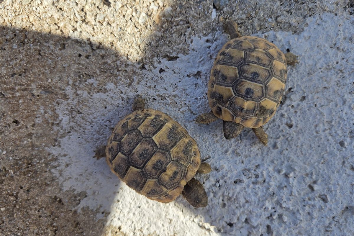 Photo 2 Tortues 