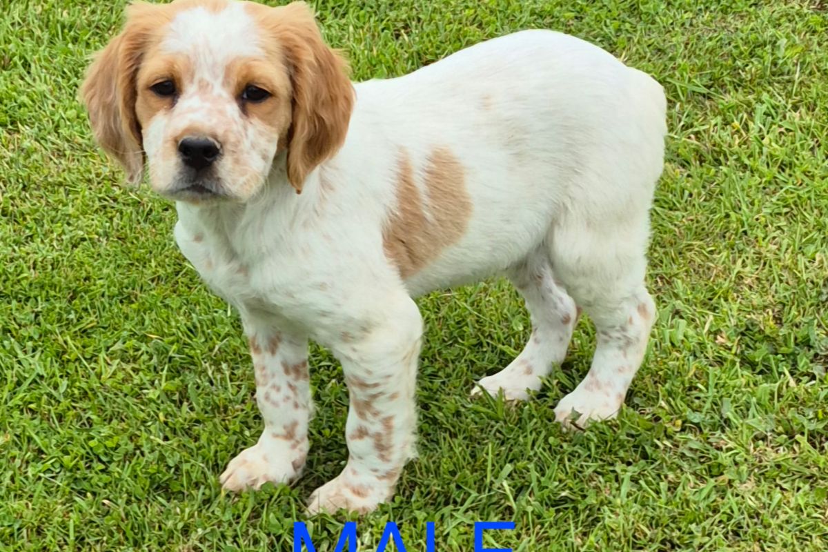 Photo 2 Chiots type épagneul breton 