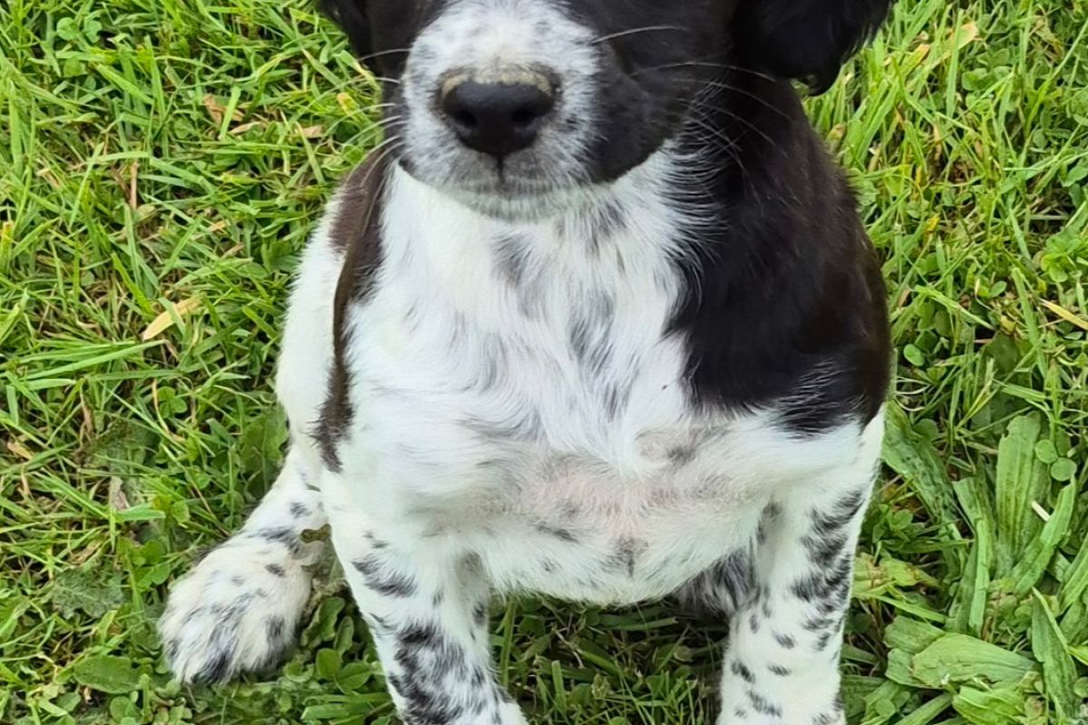 Chiots type épagneul breton 