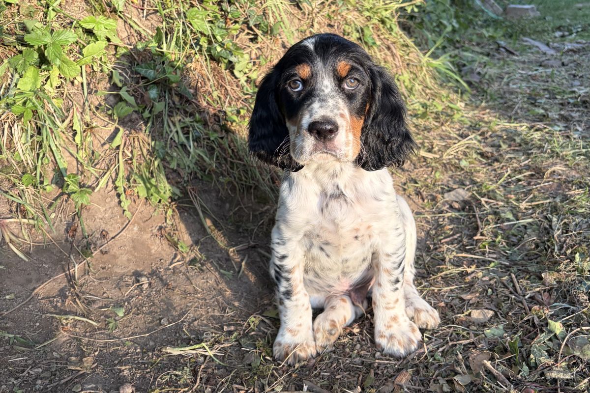 Chiot mâle setter anglais 