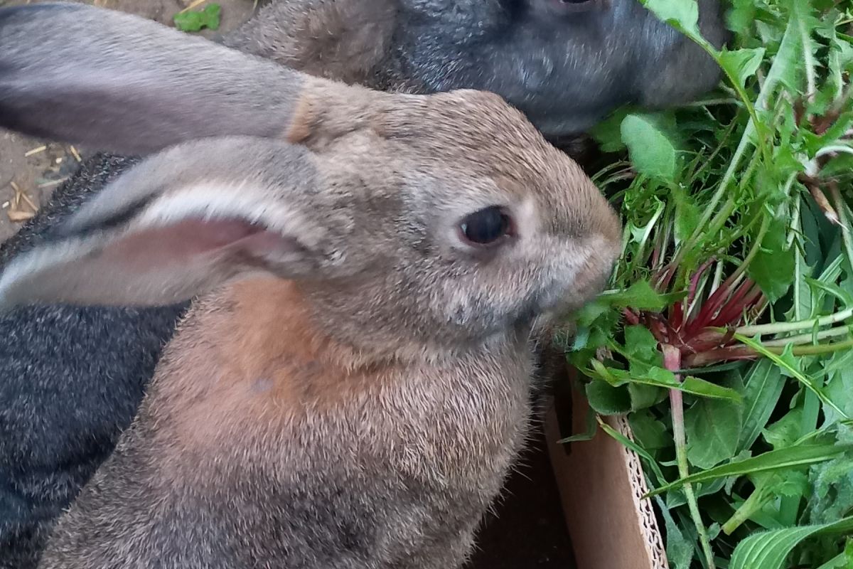 Lapin