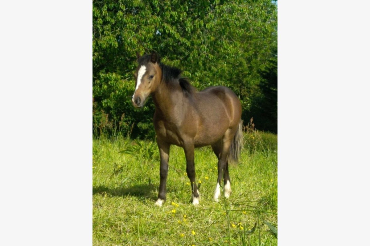 Ponette shetland