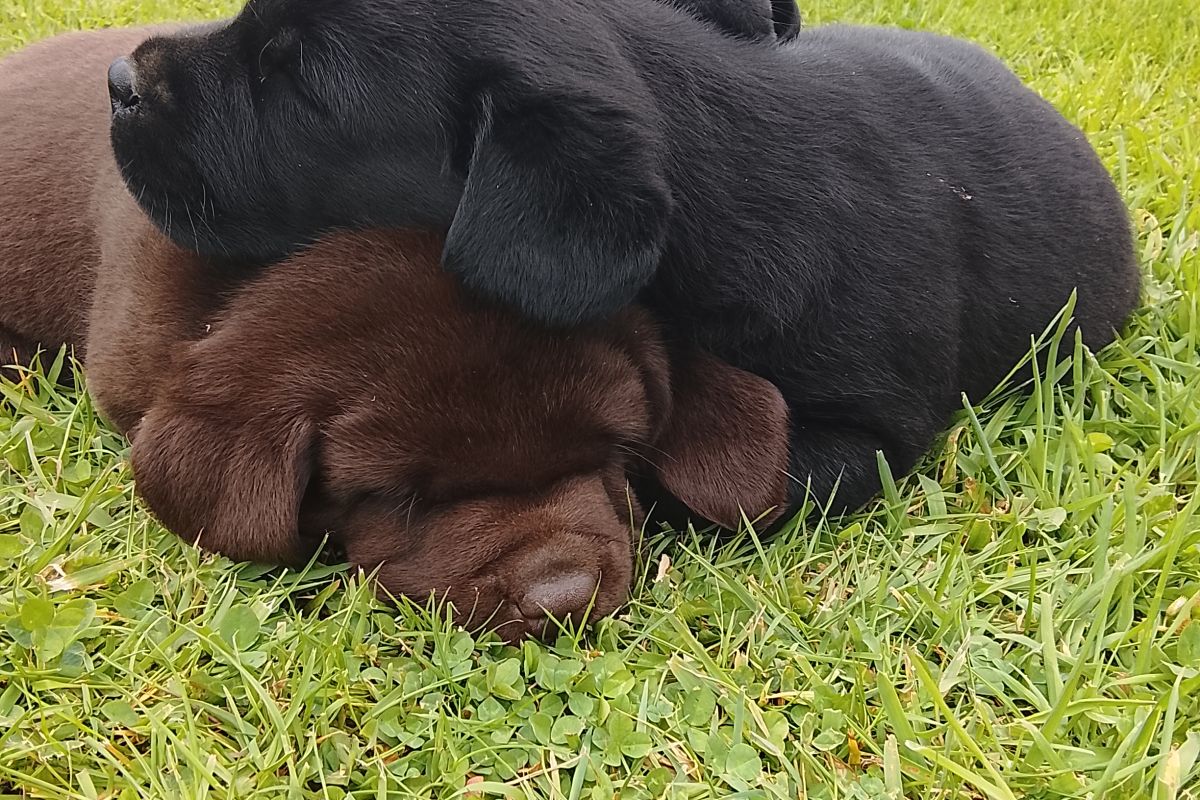 Photo 3 Chiots labrador lof 