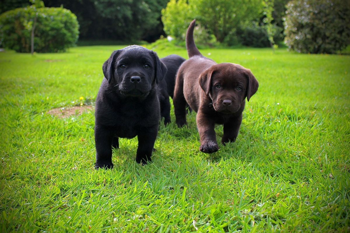 Chiots labrador lof 