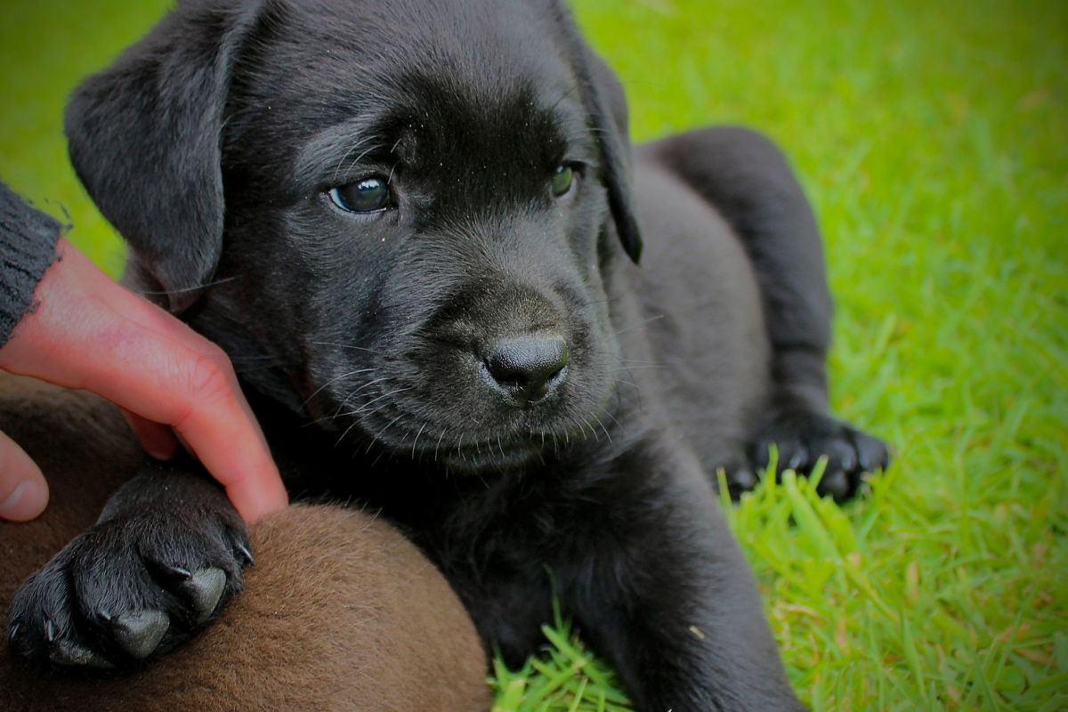 Photo 2 Chiots labrador lof 