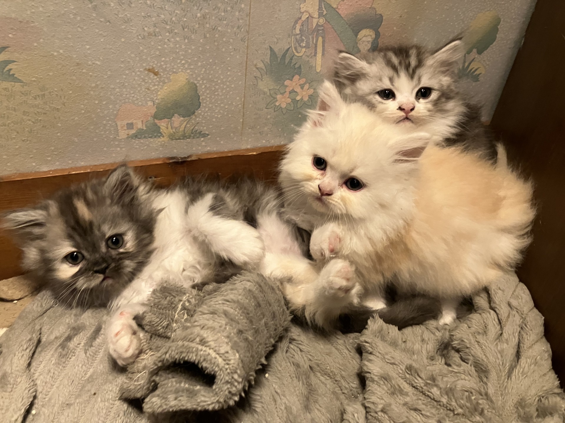 A réserver 3 chatons apparence persan
