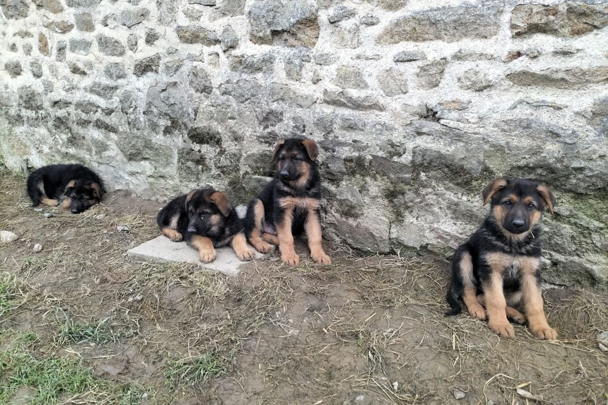 Photo 2 VENDS 4 CHIOTS BERGER ALLEMAND
