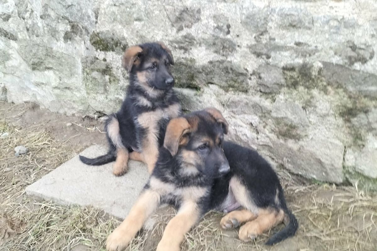VENDS 4 CHIOTS BERGER ALLEMAND