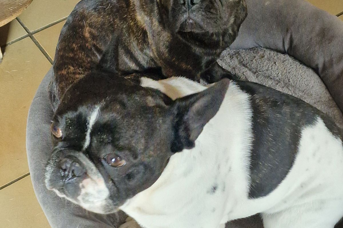Photo 3 Chiot apparence bouledogue français 
