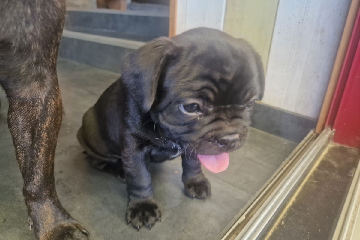 Chiot apparence bouledogue français 