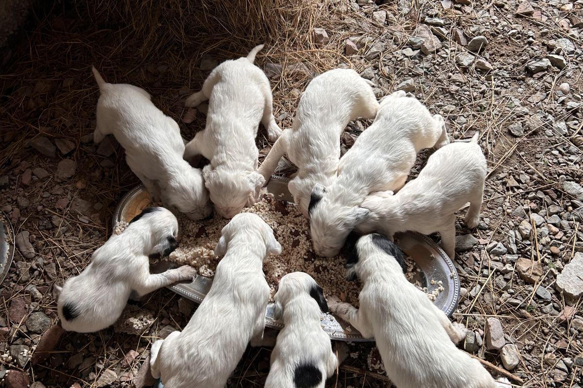 À vendre chiots Setter anglais 