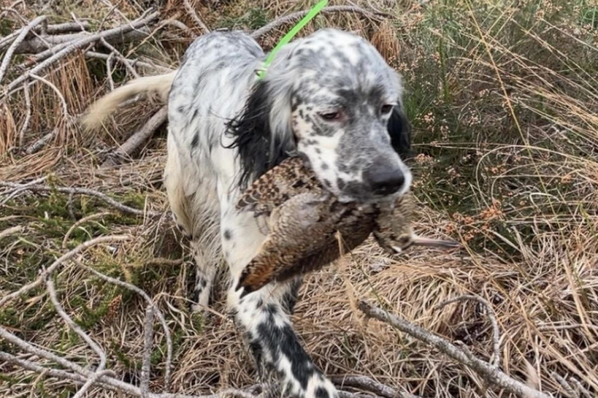 Photo 3 À vendre chiots Setter anglais 