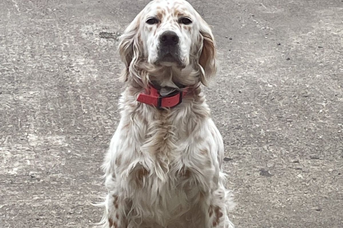 Photo 2 À vendre chiots Setter anglais 